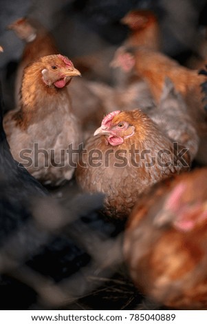 Similar – Image, Stock Photo chicken Animal Farm animal