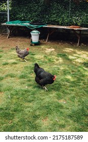 Chickens On Grass In Backyard Chicken Coop