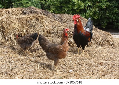 Chickens On Manure Pile