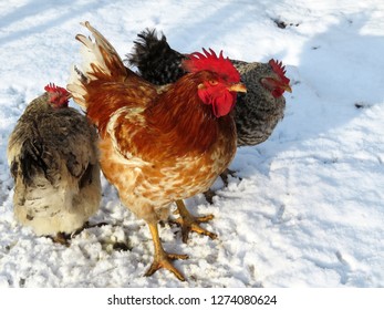 Chickens On The Snow, Winter Weather. Red Rooster And Speckled Hens On Free Range Farm, Poultry Concept