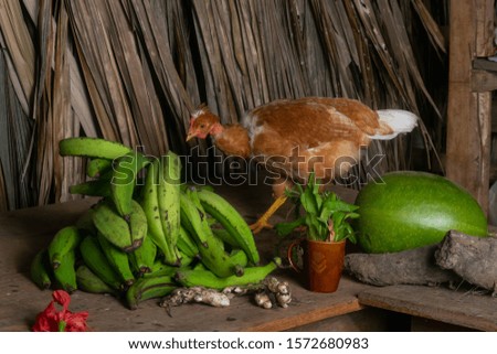 Chickens on a table in a village called Ipeti in the Chepo Area, Panama.