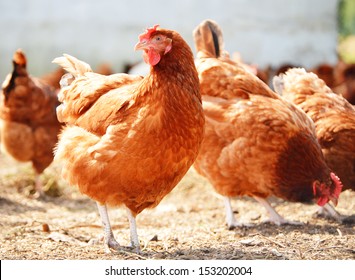 Chickens on traditional free range poultry farm - Shutterstock ID 153202004