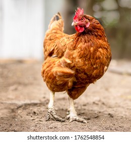 600 Chicken Lying Down Images Stock Photos Vectors Shutterstock