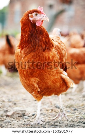 Similar – Chicken on meadow. Animal