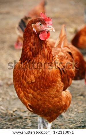 Similar – Chicken on meadow. Animal