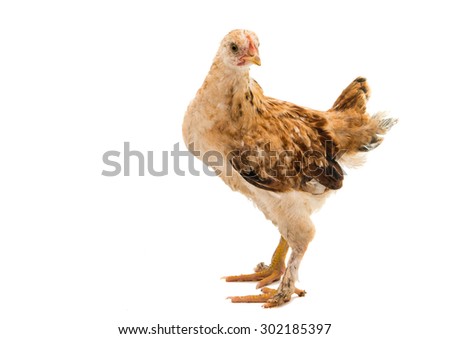 chickens on a white background