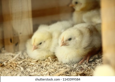 Chickens In The Poultry House