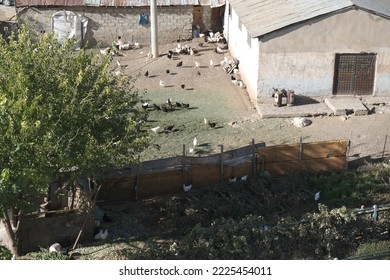 
Chickens Raised By Natural Feeding In The Village Environment