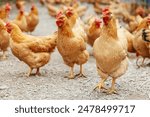 Chickens raised in a chicken farm