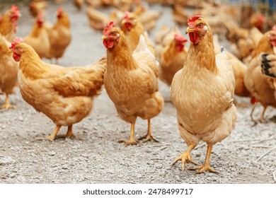 Chickens raised in a chicken farm - Powered by Shutterstock