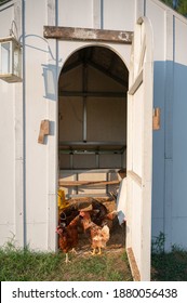 Chickens Raised In The Hatchery House