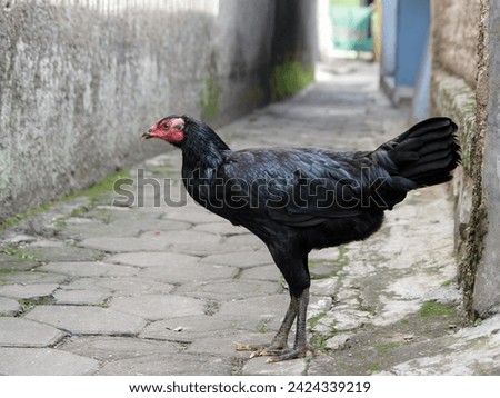 chickens roam freely on the ground in the vicinity of the yard