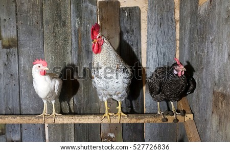 Chickens at roost