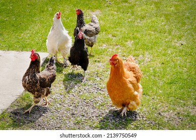 Chickens And Rooster Feeding On Rural Barnyard On Green Grass. Hens On Backyard In Free Range Poultry Eco Farm. Poultry Farming Concept.chicken Coop In Sunny Summer Day.