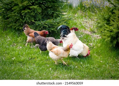 Chickens And Rooster Feeding On Rural Barnyard On Green Grass. Hens On Backyard In Free Range Poultry Eco Farm. Poultry Farming Concept.chicken Coop In Sunny Summer Day.