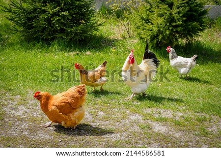 Chickens and rooster feeding on rural barnyard on green grass. Hens on backyard in free range poultry eco farm. poultry farming concept.chicken coop in sunny summer day.