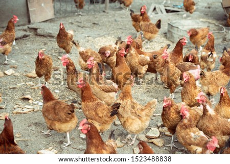 Similar – hen races Animal