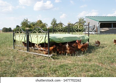 The Chickens Seek The Shade Under The Bed 