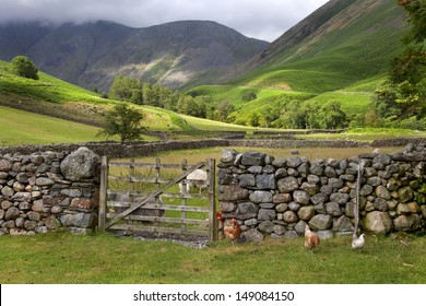 Chickens And Sheep At Wasdale Head, Cumbria, England