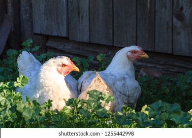 Chickens Sit Resting In The Green Grass In The Shade