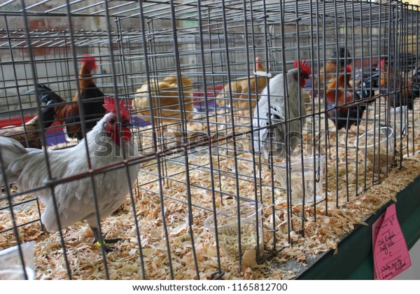 Chickens in small wire cages. Animals in\
pens. Poultry waiting on the table at the\
fair.