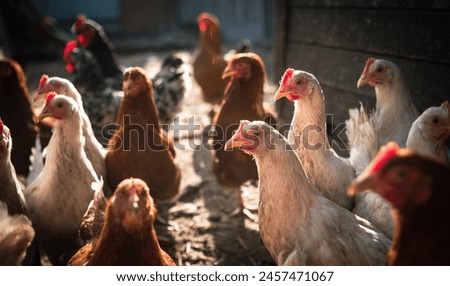 Similar – Image, Stock Photo chicken Animal Farm animal