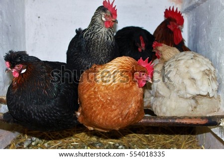 chickens at their roosting place in the stable/roosting partridge/different colored chickens at the roosting site