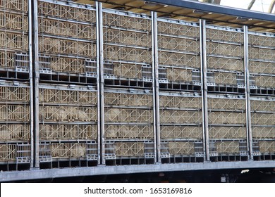 Chickens are waiting in cage for transport to be brought to the halal slaughterhouse in Zevenhuizen