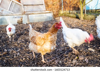 Chickens Walk At Backyard Of Country House In Winter Evening