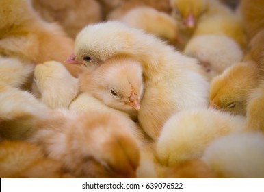 The chickens are yellow. There are a lot of newborn chicks in the frame.
