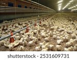 Chicklets in stable. Farming. Poultry. 