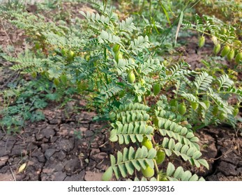 Chickpea Or Chick Pea Or Cicer Arietinum Plants Growing On Field. Selective Focus