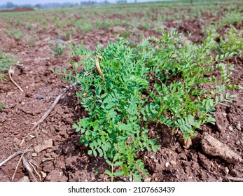 Chickpea Or Chick Pea Or Cicer Arietinum Plants Growing On Field.