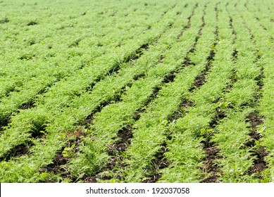 Chickpea Crop, Maharashtra, India