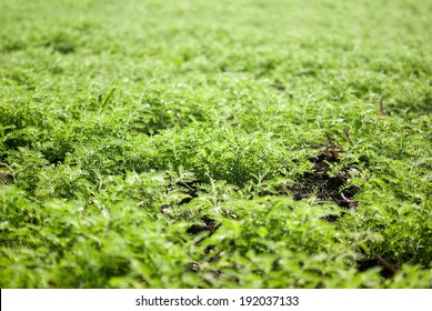 Chickpea Crop, Maharashtra, India