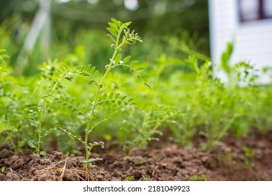 Chickpea Crops Planted In Soil Get Ripe Under Sun. Cultivated Land Close Up With Sprout. Agriculture Plant Growing In Bed Row. Green Natural Food Crop.