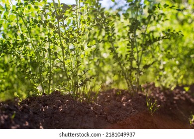 Chickpea Crops Planted In Soil Get Ripe Under Sun. Cultivated Land Close Up With Sprout. Agriculture Plant Growing In Bed Row. Green Natural Food Crop.