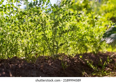 Chickpea Crops Planted In Soil Get Ripe Under Sun. Cultivated Land Close Up With Sprout. Agriculture Plant Growing In Bed Row. Green Natural Food Crop.