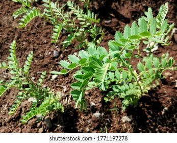 Chickpea (gram) Plant Crop Growing On Field. Green Leaves Of Chickpeas Cicer Grow On Agro Plant, Close Up Field Plantation. Indian Pea Or Chickpea Green Plant On Farm. Chick Pea Crop Bengal Gram Macro