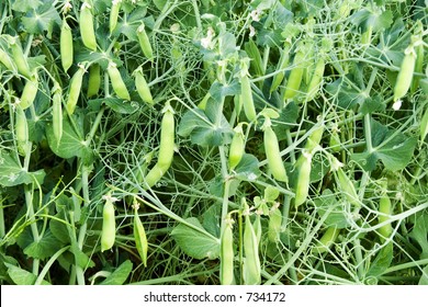 Chickpea Plant Detail