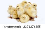 Chicks against White Background Chicks against White Background