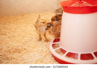 Chicks In Chicken Coop, Sawdust Litter, Wooden House For Chickens. Concept Of Housekeeping. Portrait