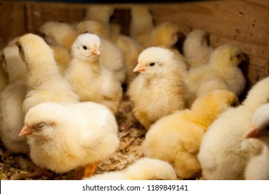 Chicks In Crowd