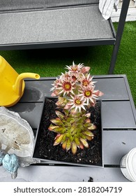 Jen’s and chicks death bloom