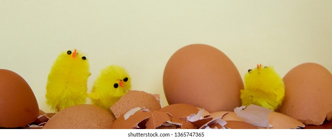 Chicks emerging from eggs on Easter morning.