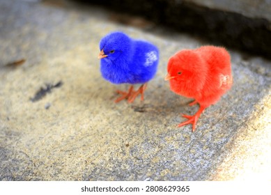 Chicks are extraordinary creatures that communicate with their parents from the moment they are in the shell. They possess innate instincts such as imprinting (considering the first creature they see as their parent).