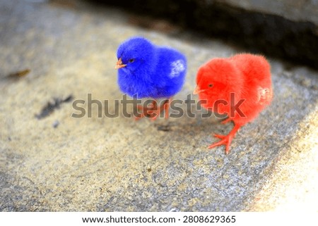 Chicks are extraordinary creatures that communicate with their parents from the moment they are in the shell. They possess innate instincts such as imprinting (considering the first creature they see as their parent).