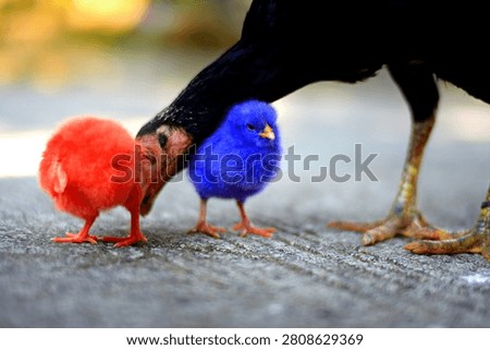 Chicks are extraordinary creatures that communicate with their parents from the moment they are in the shell. They possess innate instincts such as imprinting (considering the first creature they see as their parent).