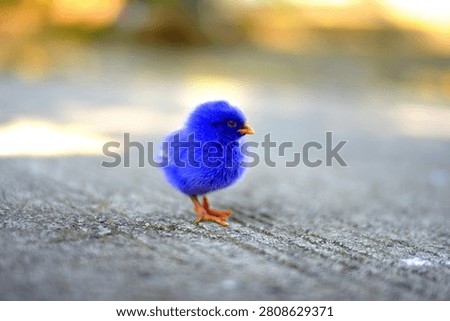 Chicks are extraordinary creatures that communicate with their parents from the moment they are in the shell. They possess innate instincts such as imprinting (considering the first creature they see as their parent).