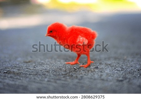 Chicks are extraordinary creatures that communicate with their parents from the moment they are in the shell. They possess innate instincts such as imprinting (considering the first creature they see as their parent).
